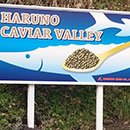 HARUNO CAVIAR VALLEYの看板