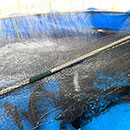 デリーターファームのチョウザメ養魚場